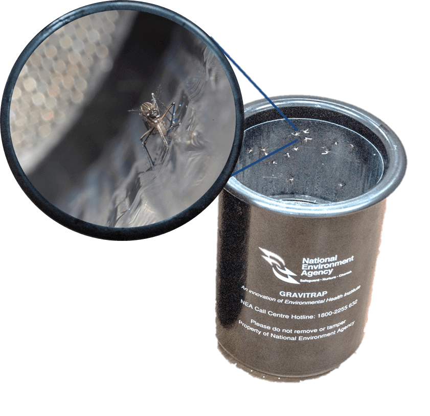 gravitrap Gravitrap – Aedes mosquito trap